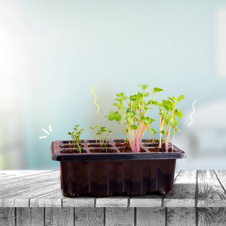 The Farming Kit – Fun & Educational Plant Growing Kit for Kids - Fun Learning Kuwait 